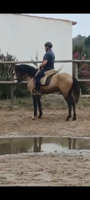 Cavalo com 5 anos