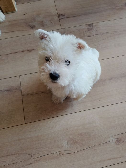 West Terrier piesek