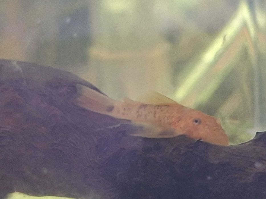 Ancistrus super red SF/LF,Guppys, neocaridinas