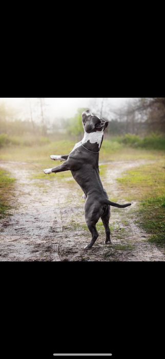 Блакитні  цуценята  амстафф .