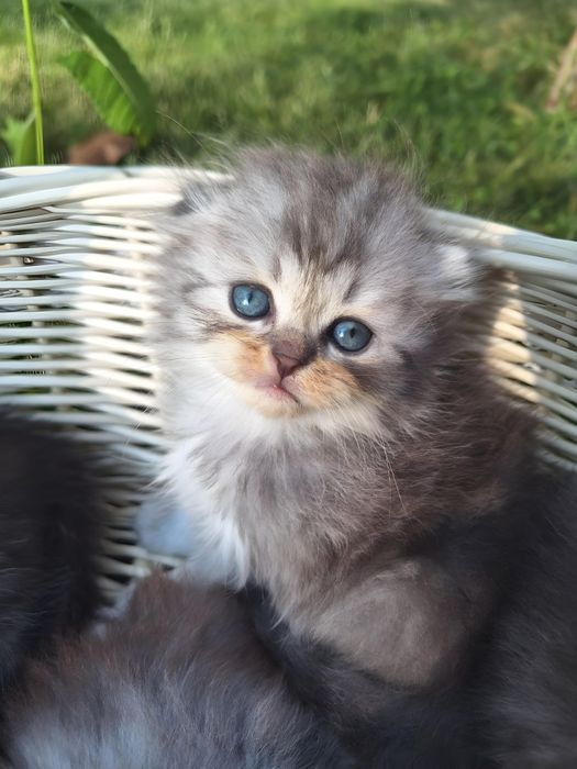 Вони милі та класні.