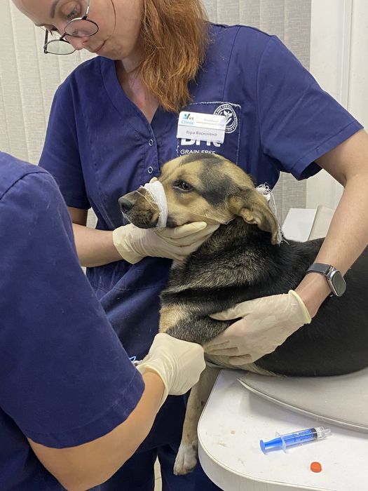 Собачка в добрі руки