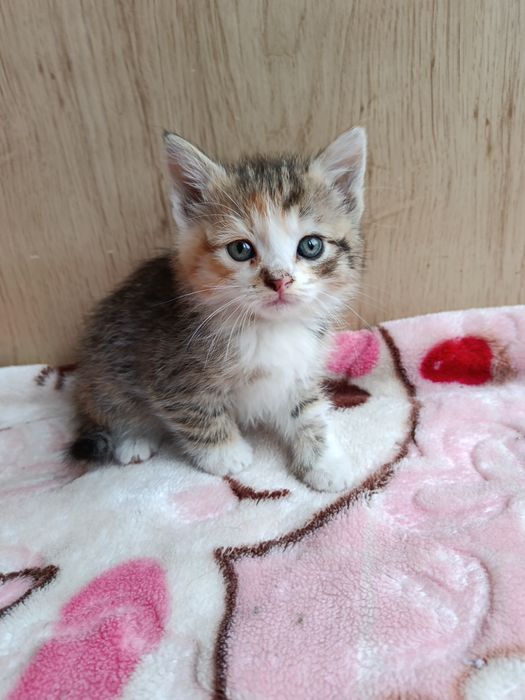 Чудові кошенята шукають люблячу сім'ю