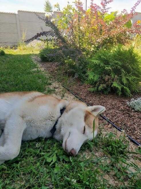 Яскравий хаскі у розквіті сил - шукає даму серця