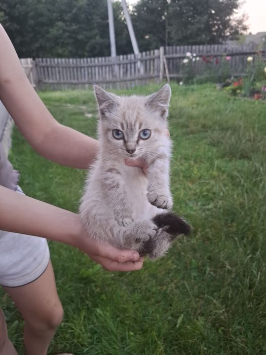 Вітдам котиків в добрі руки