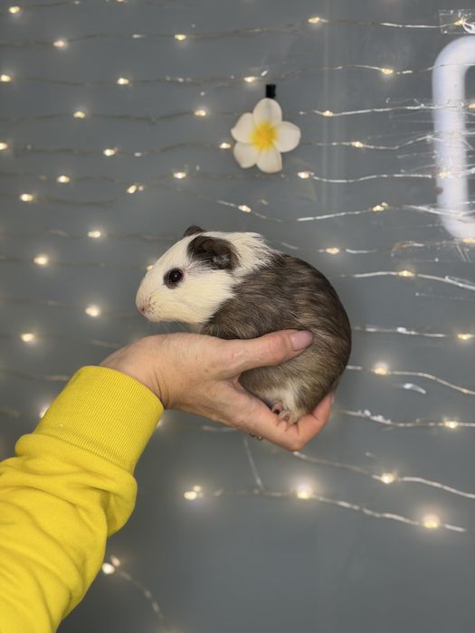 Морська свинка , guinea pig та апартамегти для них