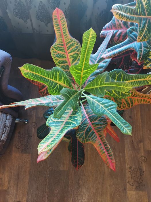 Кротон 111 см без горшка