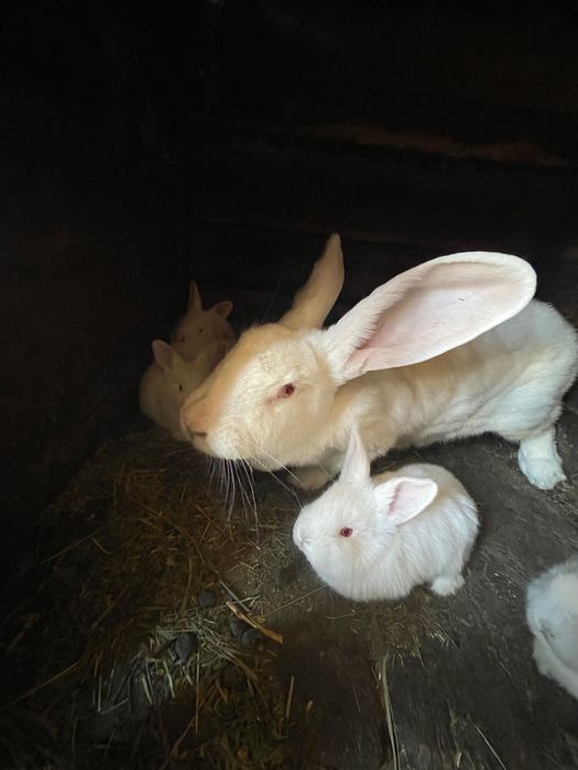 Кролі великі і малі