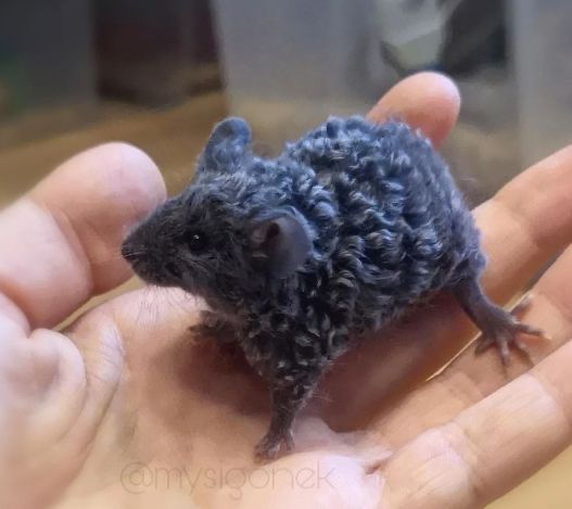 Кучерявые мышата, мышки рекс, сатиновые мыши