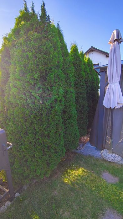 Oddam tuje 3m, 12 sztuk, żywotnik zachodni 'Smaragd