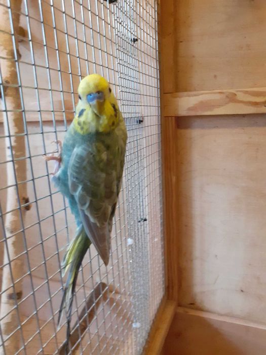 Papuga falista tęczowa