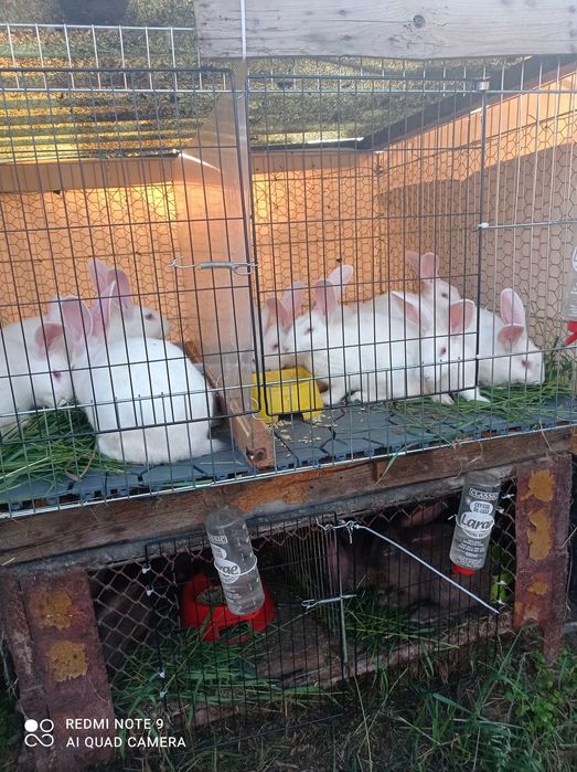 Króliki termondzkie samiczki i samce