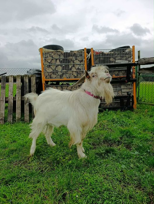 Kozioł karpacki, cap