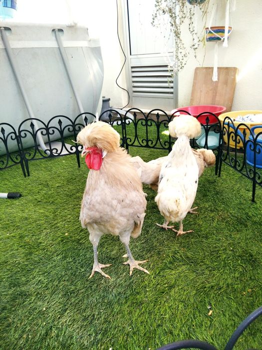 Paduanas (casal ou trio)