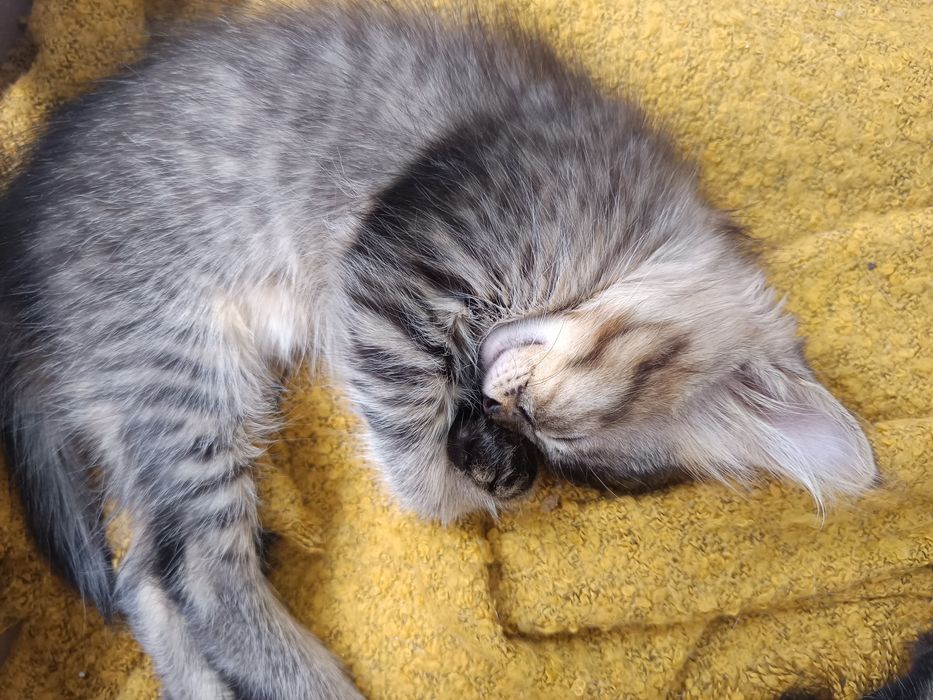 Gatinhos disponíveis pra adoção