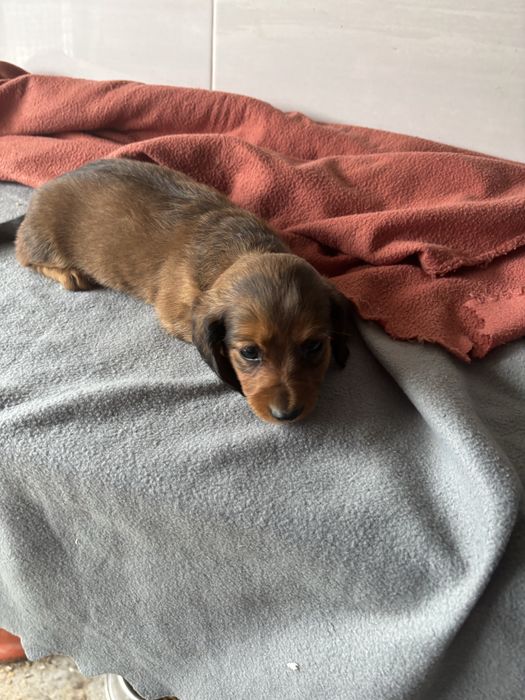 Teckel femea miniatura de pelo comprido