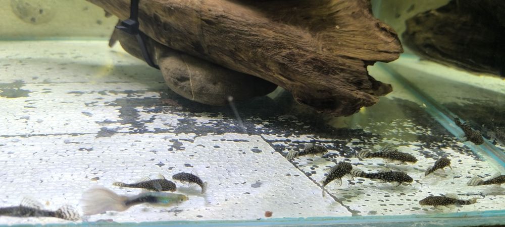 Glonojad zbrojnik niebieski