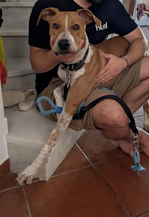 Cão 9-10 meses com energia  precisa de lar permanente