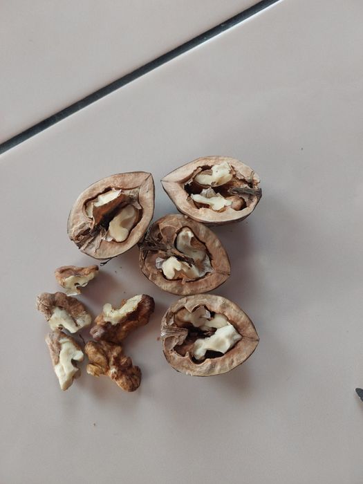 Продам орехи свежий грецкий орех