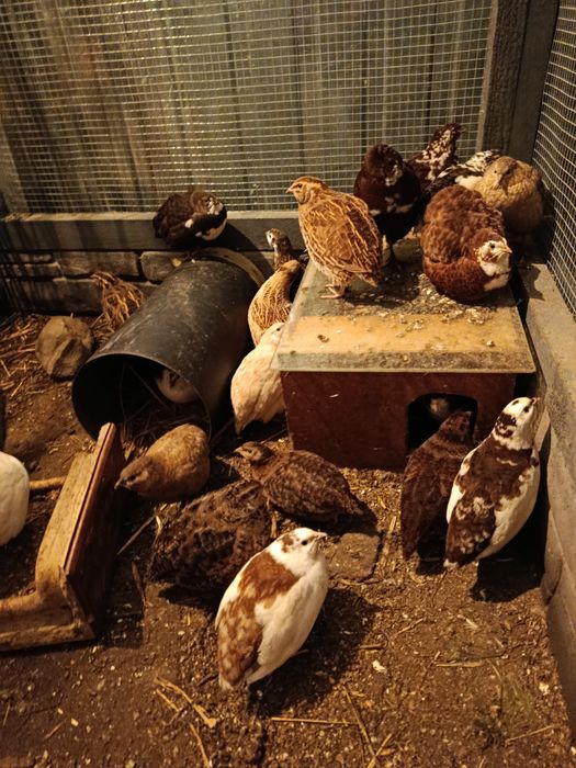 Przepiórki Japońskie Celadon kogutki mix.