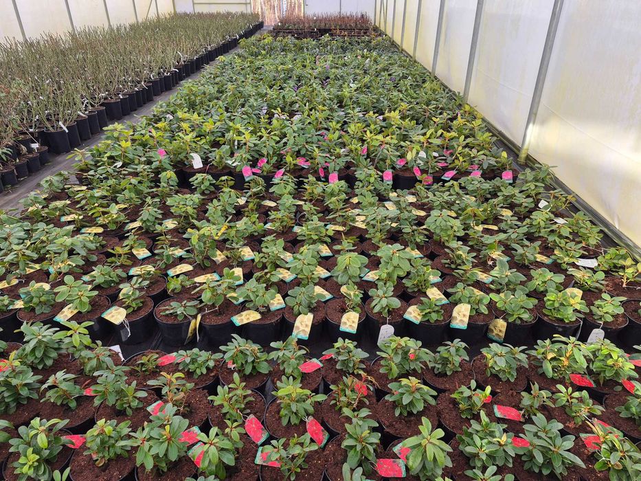 Rhododendron, różanecznik poj 3l kilka odmian/kolorów.