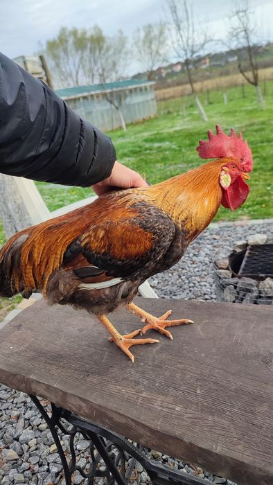 Молодий півник .