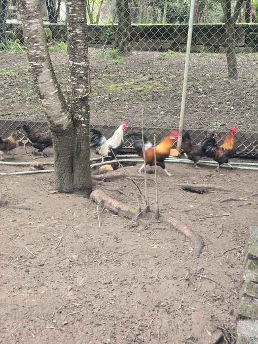 Três garnizes para venda