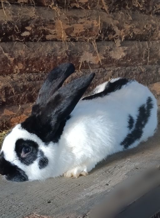 Кролики різного віку