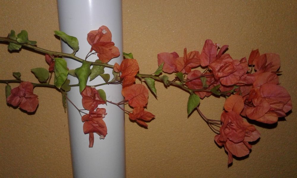 Продаю бугенвиллии