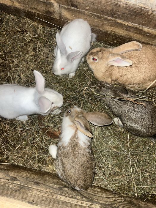 Продам кроликіів