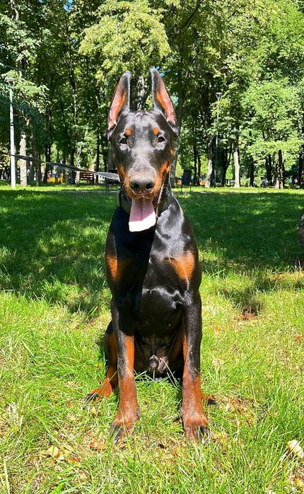 Чудове цуценяДобермана