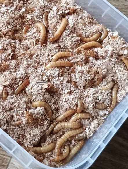 Мучной червь