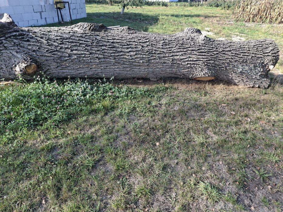 Хороший дуб не гнилий