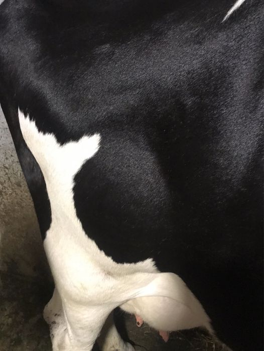 Продам тільну корову