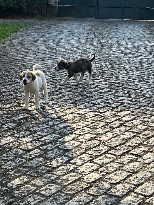 Vendo cães transmontano