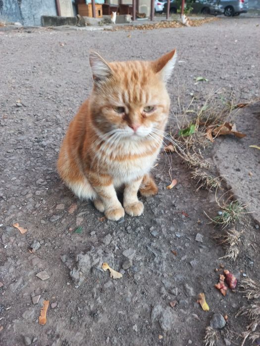 Котик Рижик шукає родину