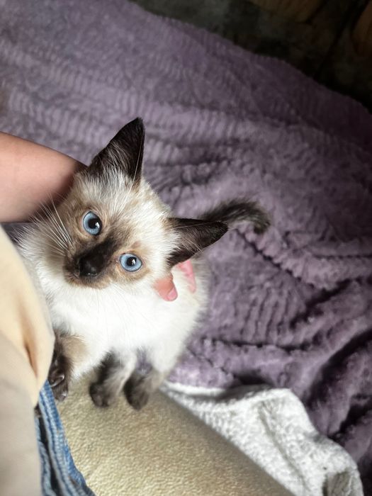 Котенок в добрые рук срочно