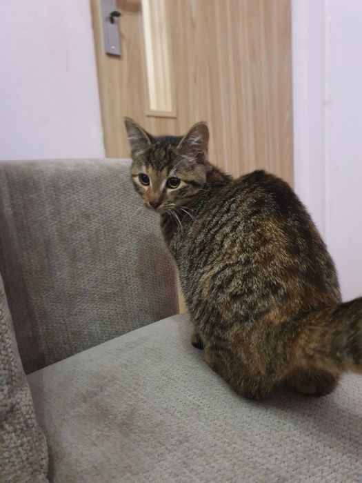 Słodka kotka 4 miesieczna