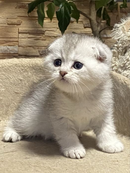 Пушистый подарочек!