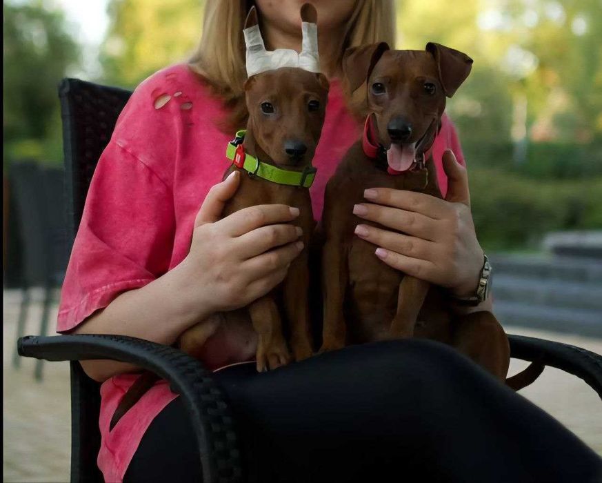 Цвергпінчер цуценята