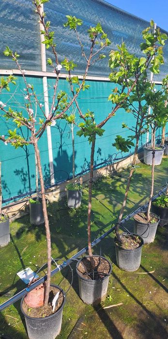 ALPERCE (Prunus Armeniaca)