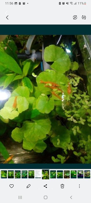 Продам креветочек!))