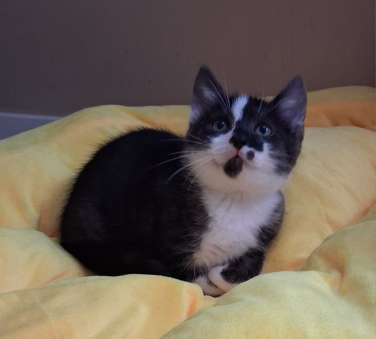 Do adopcji za darmo