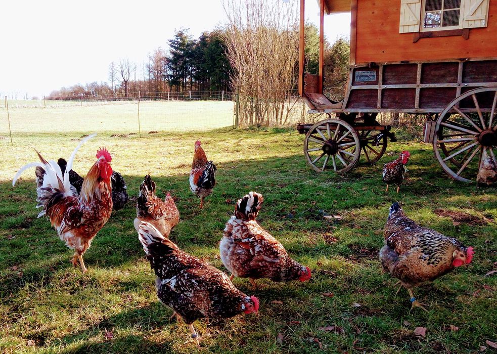 Jaja lęgowe kur Szwedzkie kwiaty