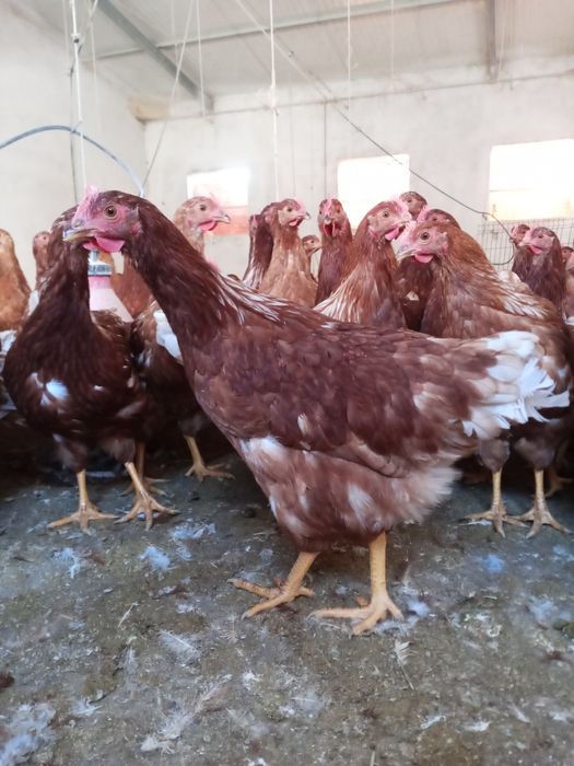Galinhas poedeiras