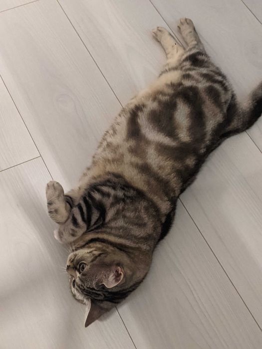 Шотландська кішка