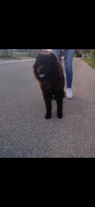 Przeuroczy misio Chow-Chow