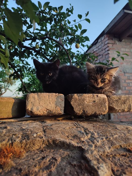 Котики в добрі руки