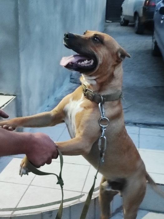 Вязка стаффорширский терьер