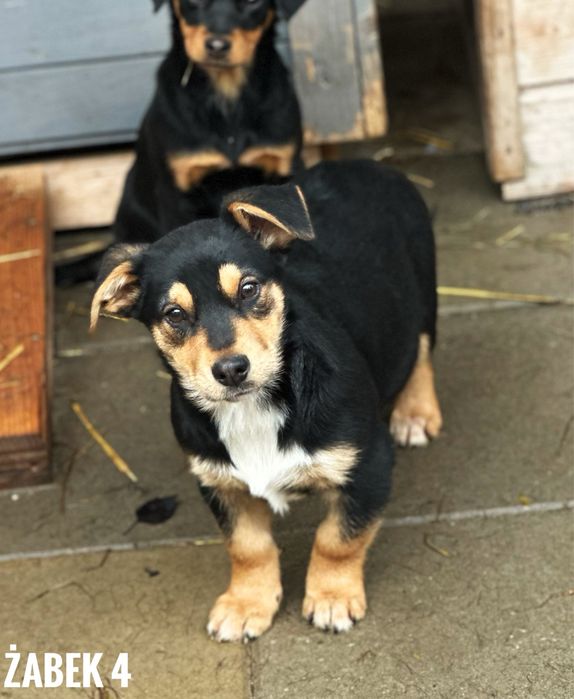 Szczeniaki do adopcji. Żabki.